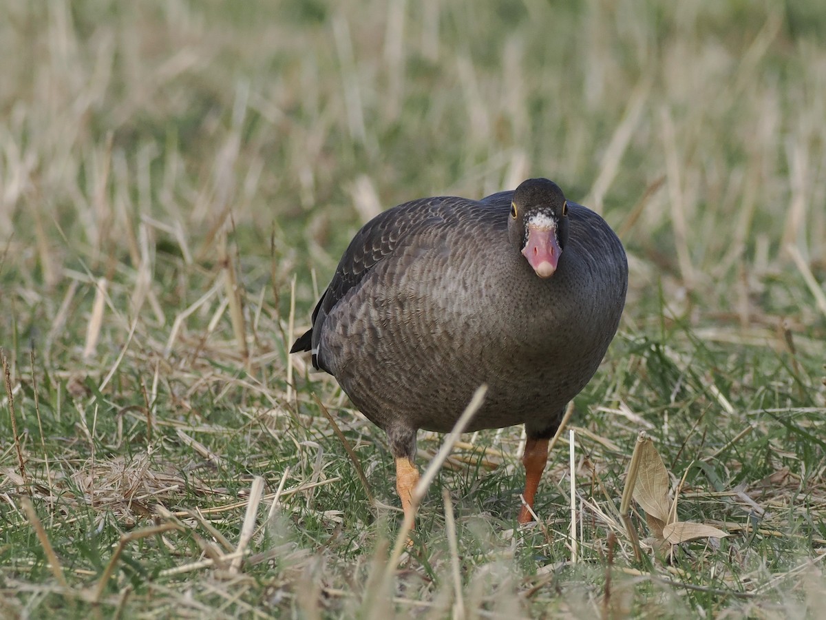 Lesser White-fronted Goose - ML646034023