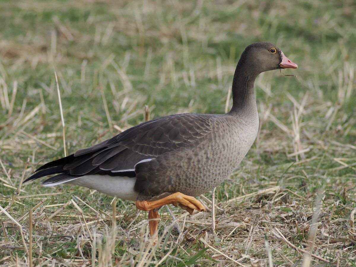 Lesser White-fronted Goose - ML646034025
