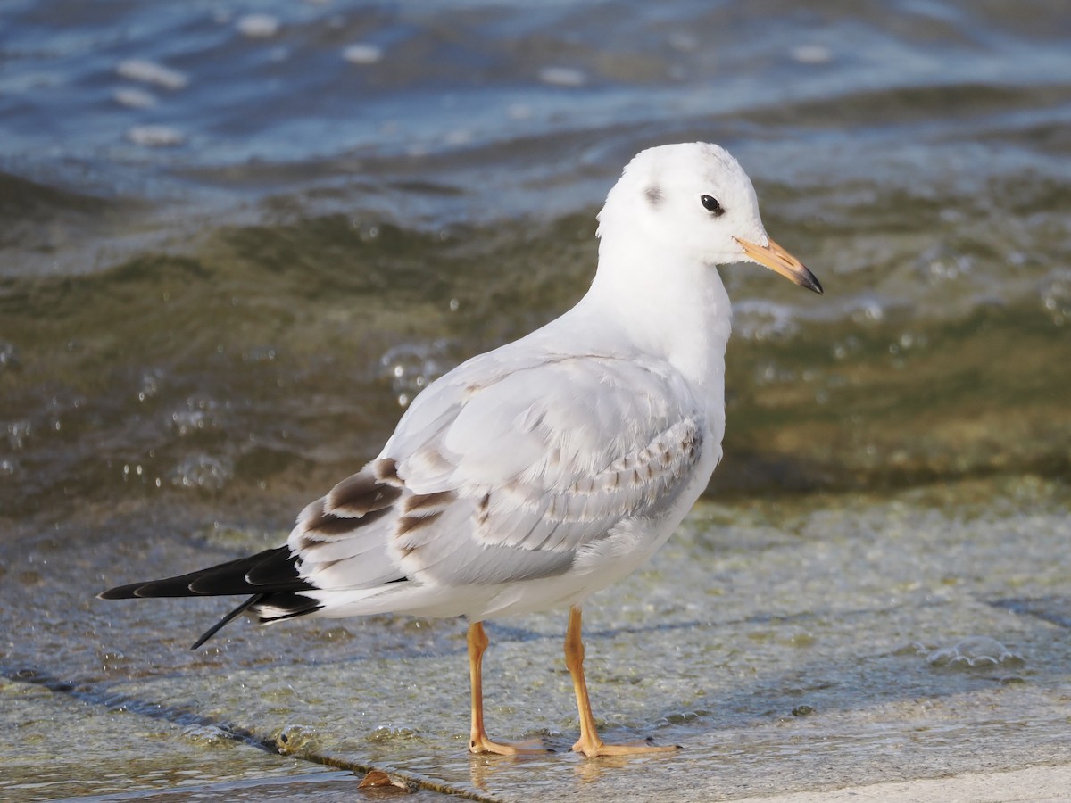 ユリカモメ - ML646034027