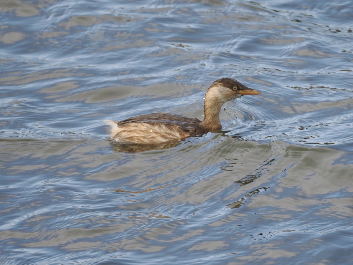 カイツブリ - ML646034031