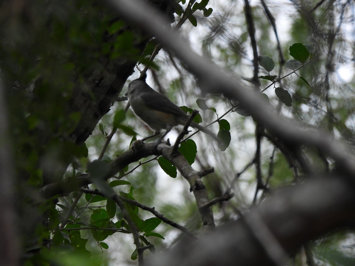 クロエボシガラ - ML646034035