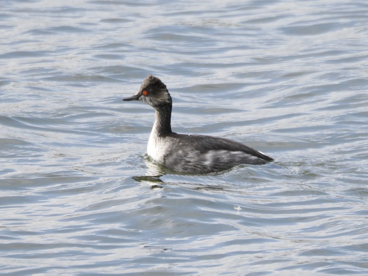 svarthalsdykker - ML646034037