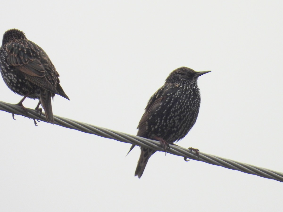 ホシムクドリ - ML646034039