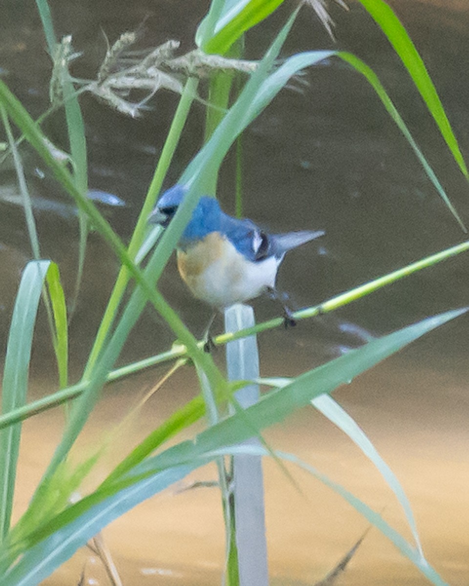 Lazuli Bunting - ML646034040