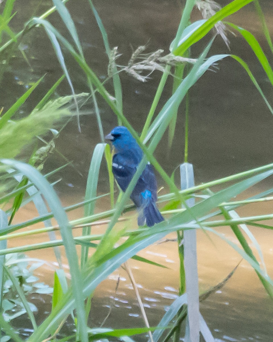 Lazuli Bunting - ML646034041