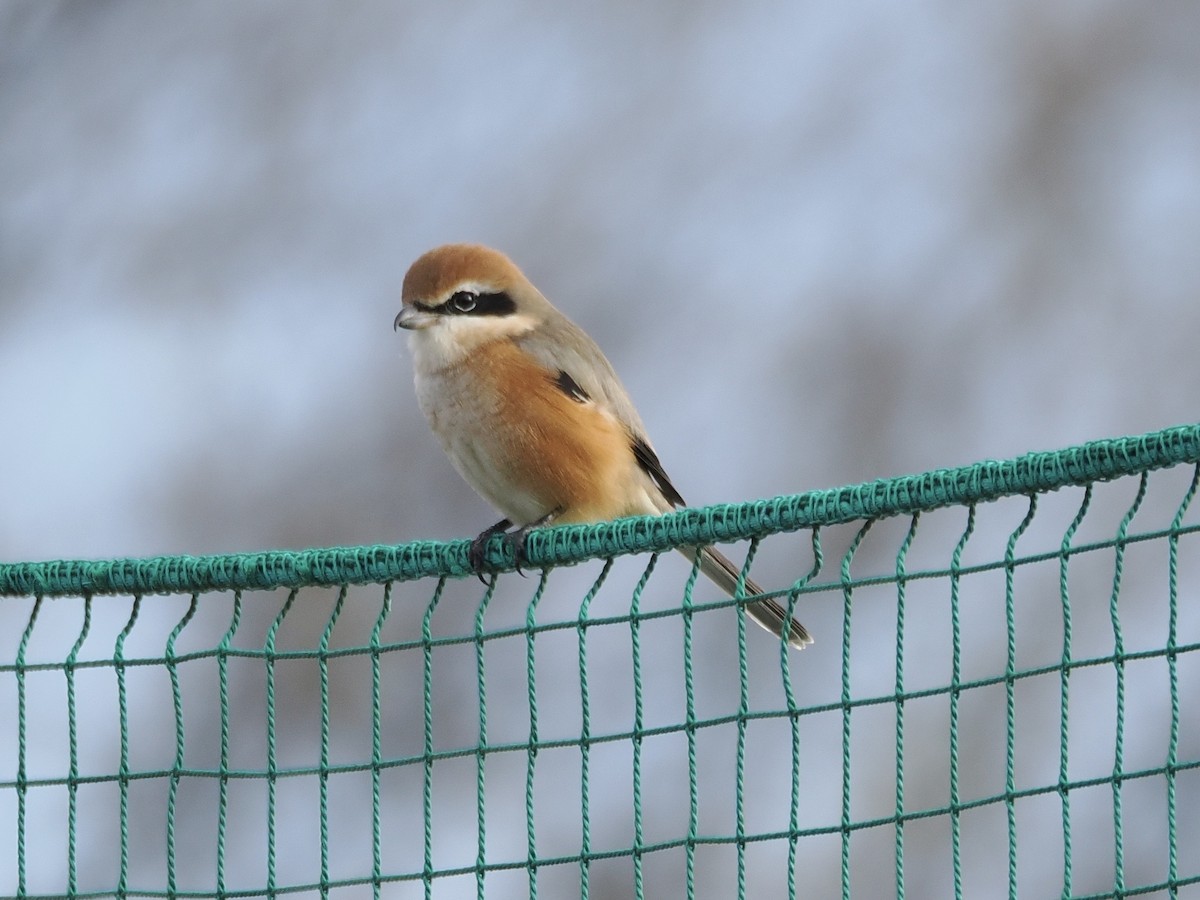 oksevarsler - ML646034045