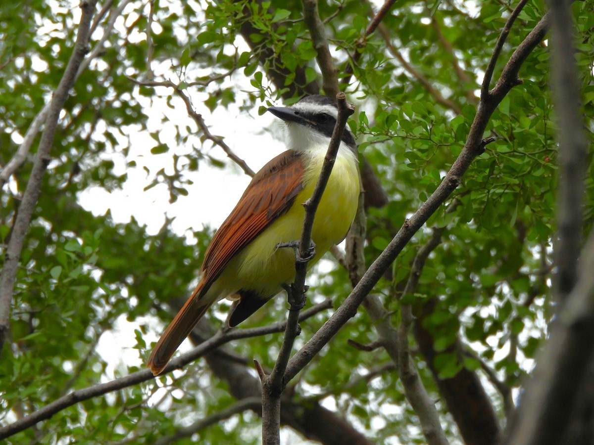 Great Kiskadee - ML646034050