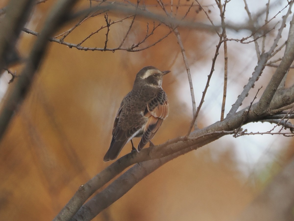 svartflekktrost - ML646034051