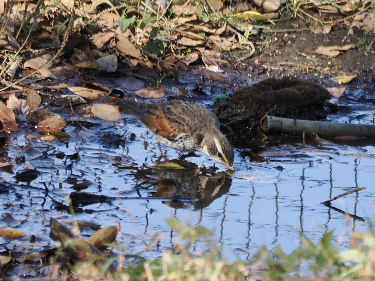 svartflekktrost - ML646034052