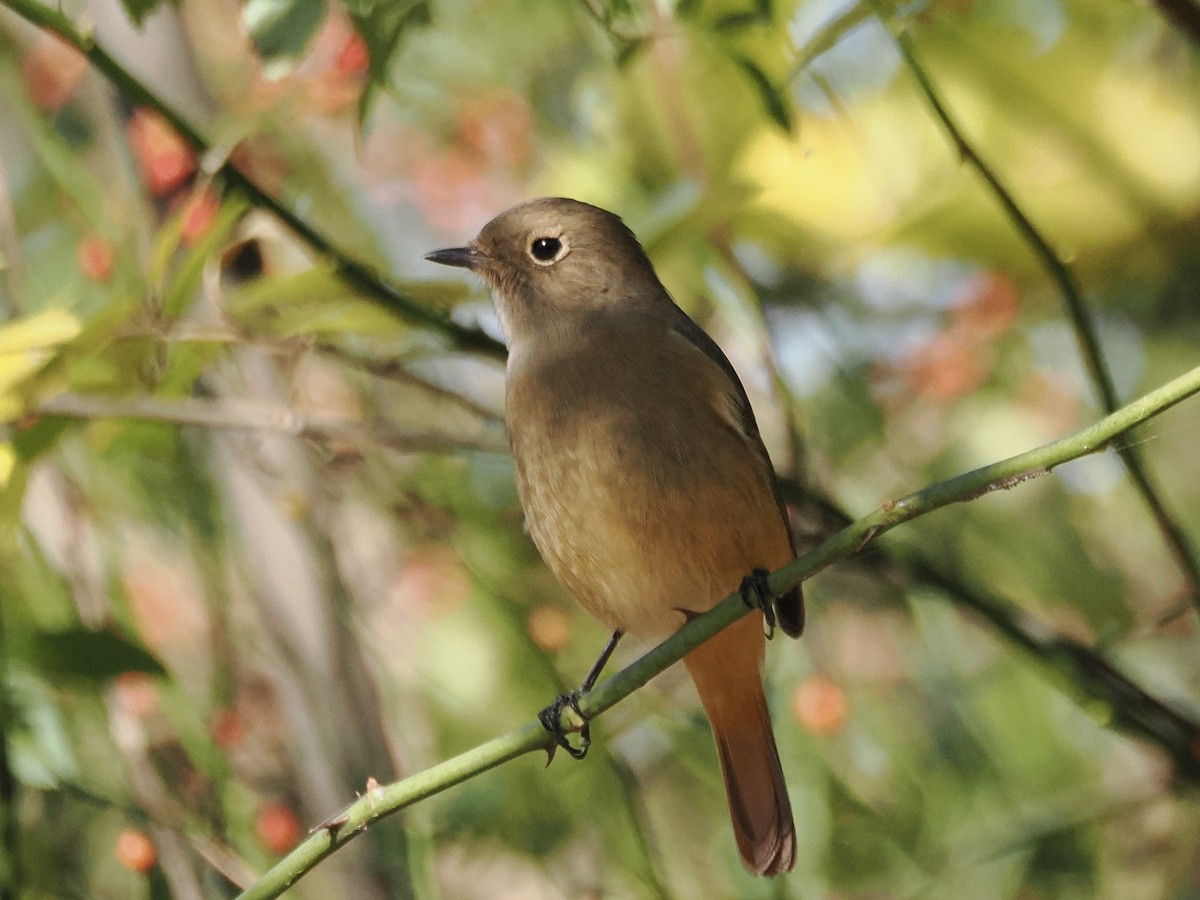 aurorarødstjert - ML646034058