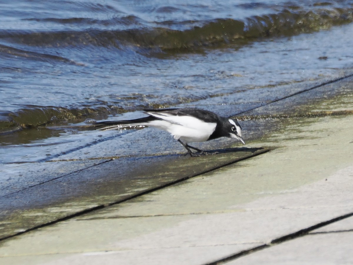 japanerle - ML646034059