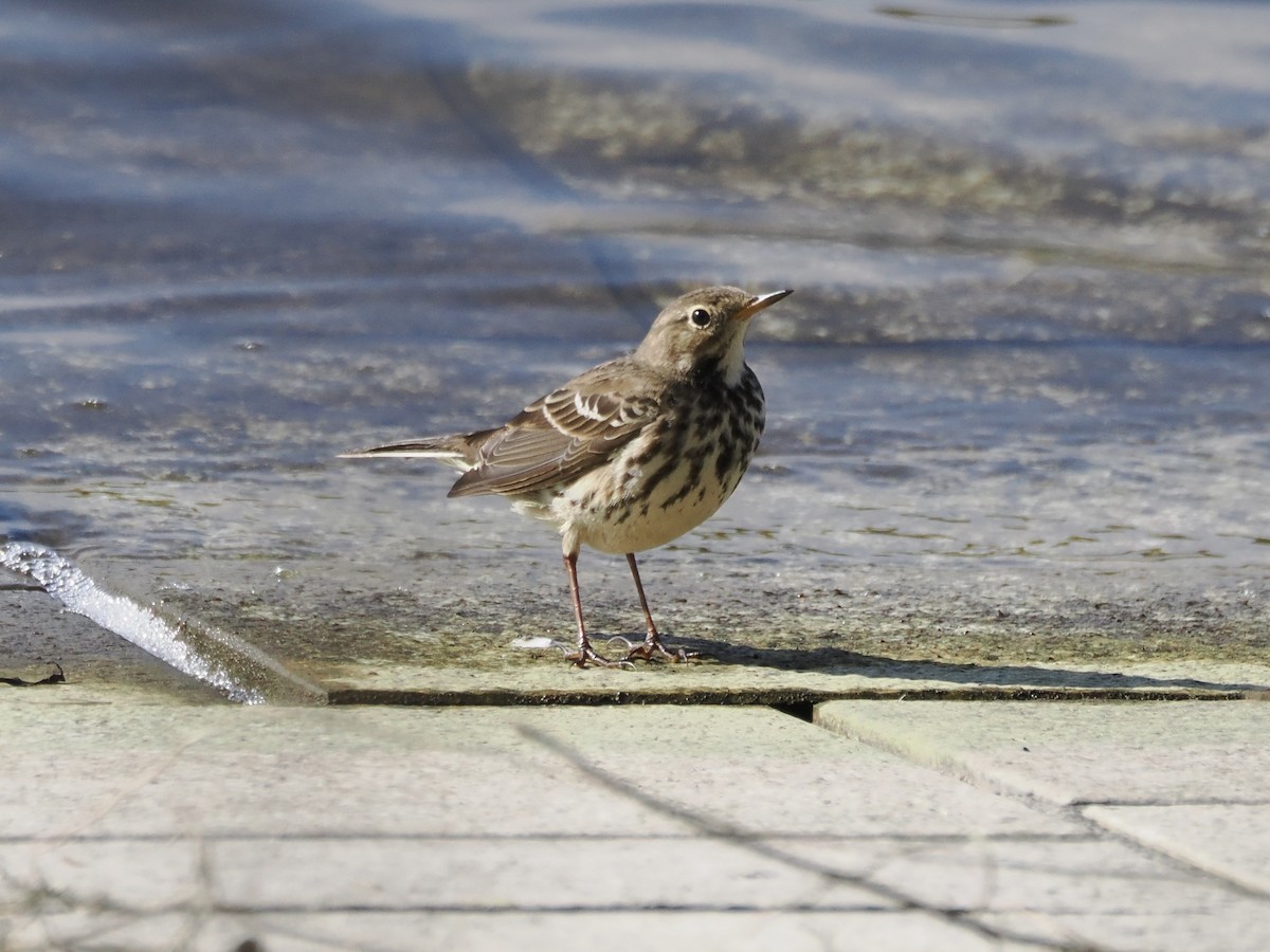 amurpiplerke - ML646034062