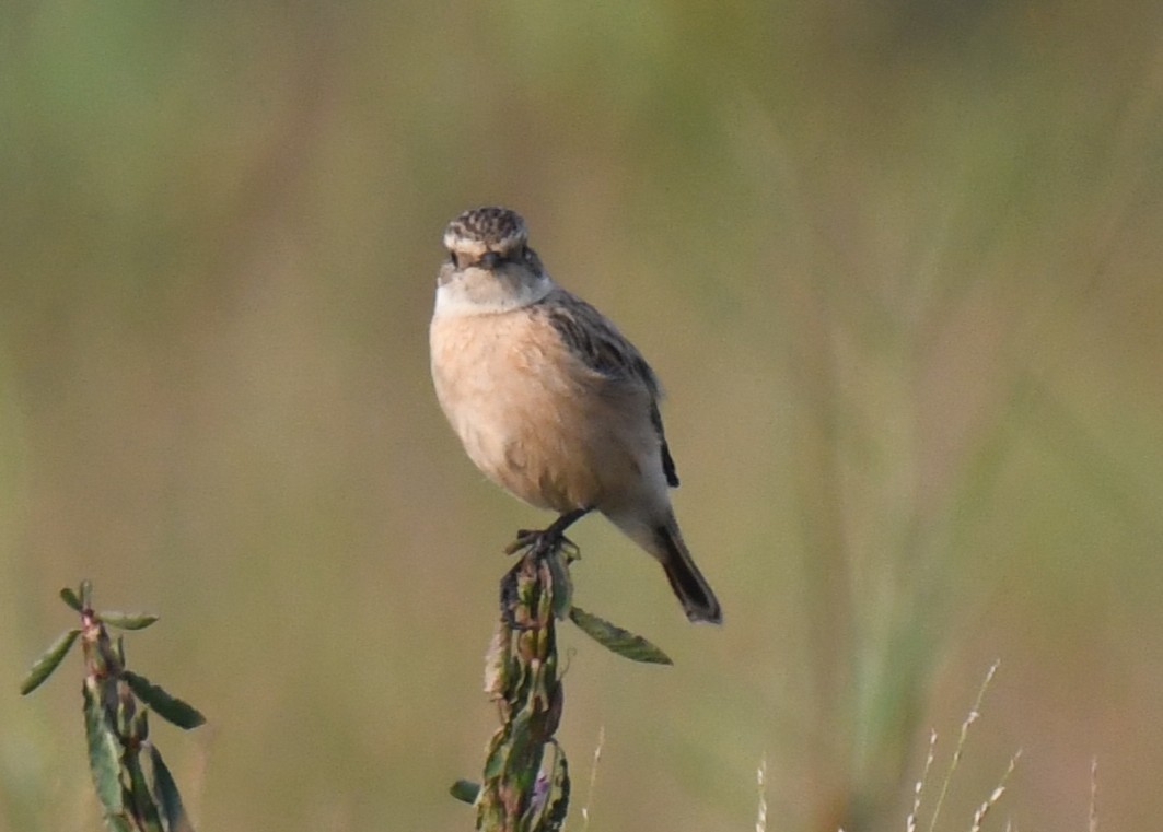 bramborníček sibiřský - ML646034063