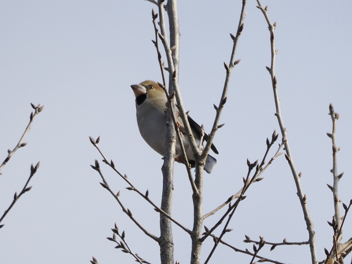 kjernebiter - ML646034064