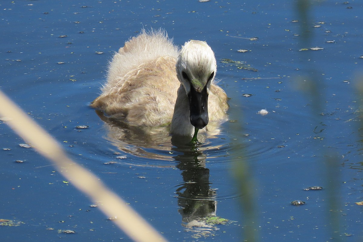 Black Swan - ML646034065