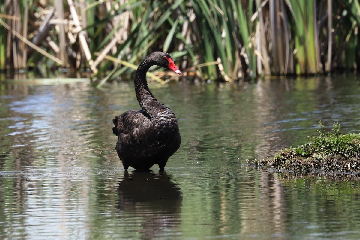 Black Swan - ML646034068