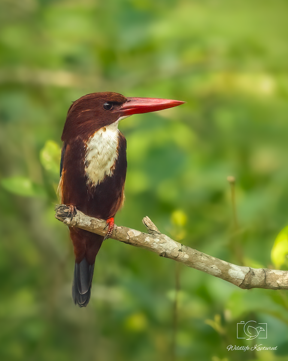 White-throated Kingfisher - ML646034069