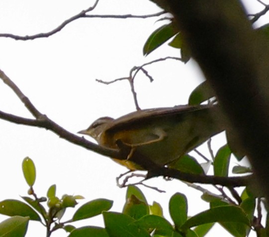Eyebrowed Thrush - ML646034071