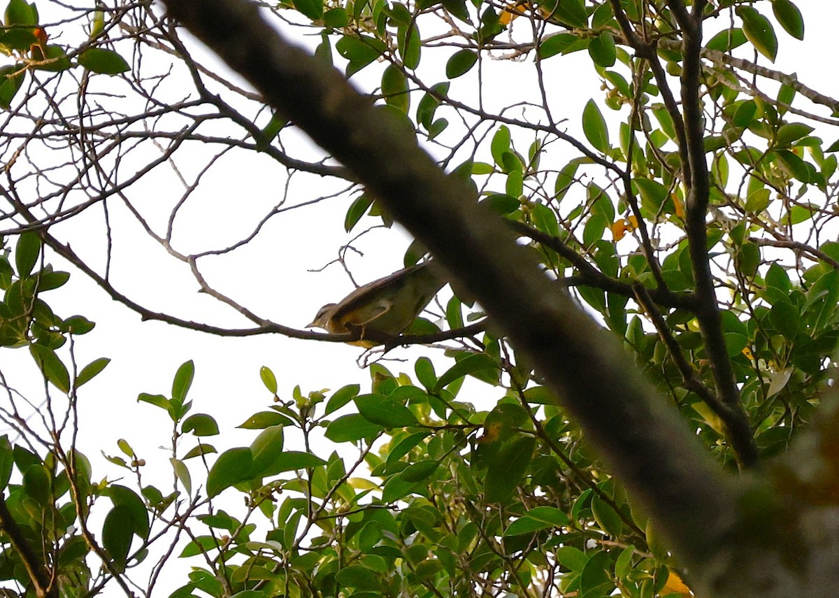 Eyebrowed Thrush - ML646034072