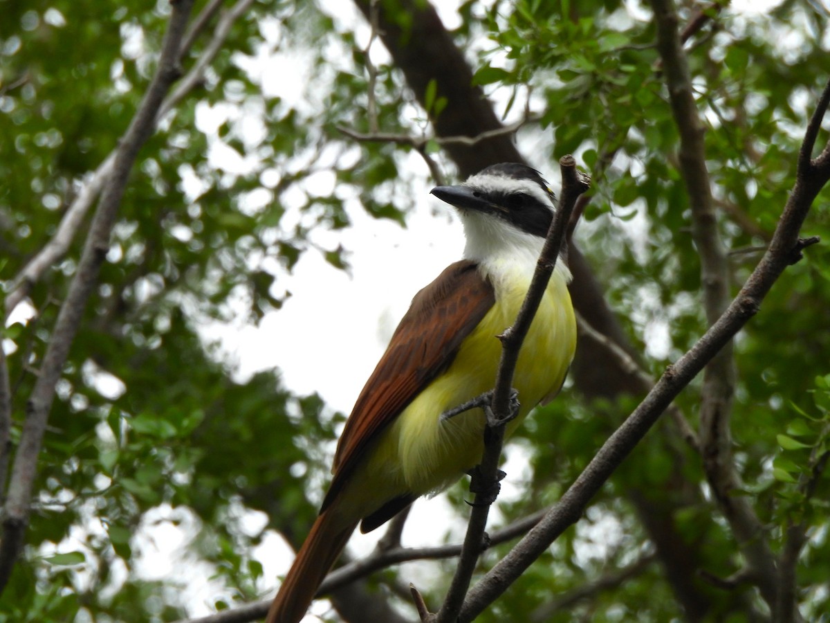 Great Kiskadee - ML646034073