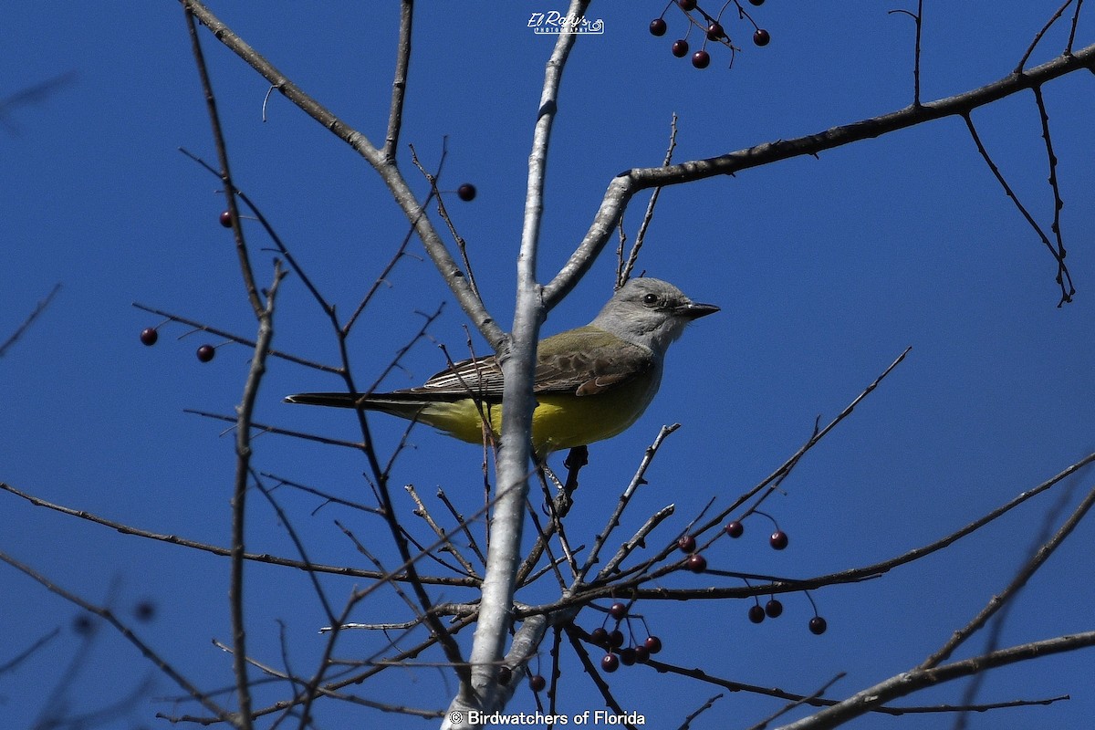 Western Kingbird - ML646034079