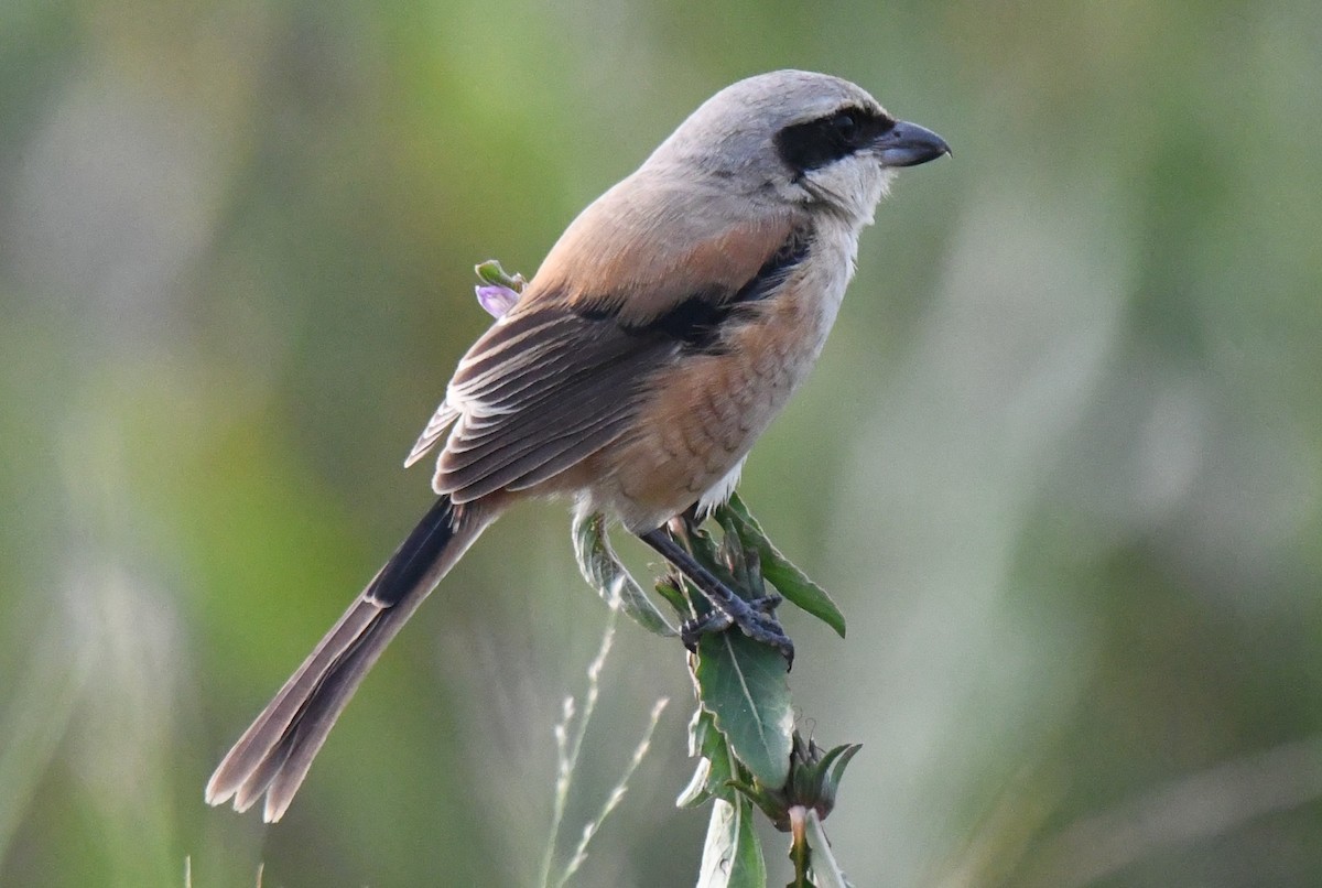 Long-tailed Shrike - ML646034080