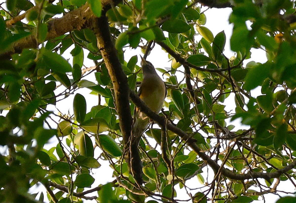 Eyebrowed Thrush - ML646034081