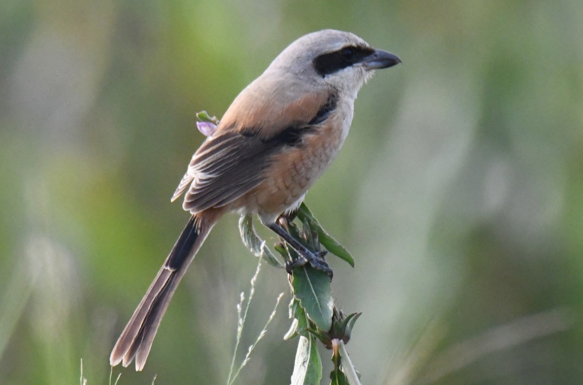 Long-tailed Shrike - ML646034083
