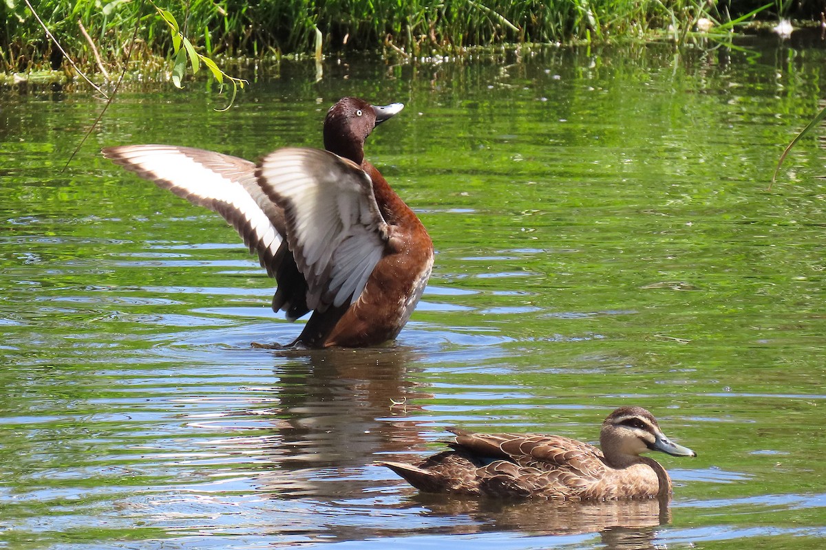 Hardhead - ML646034084