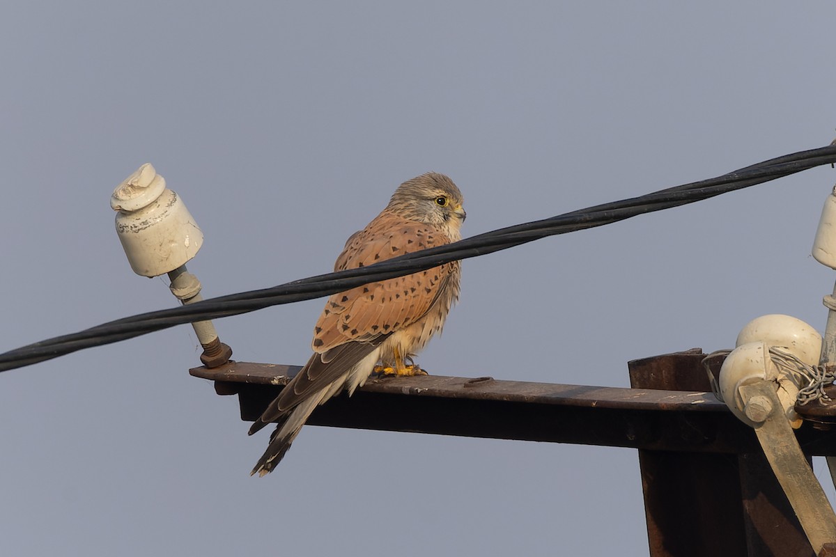 Eurasian Kestrel - ML646034086