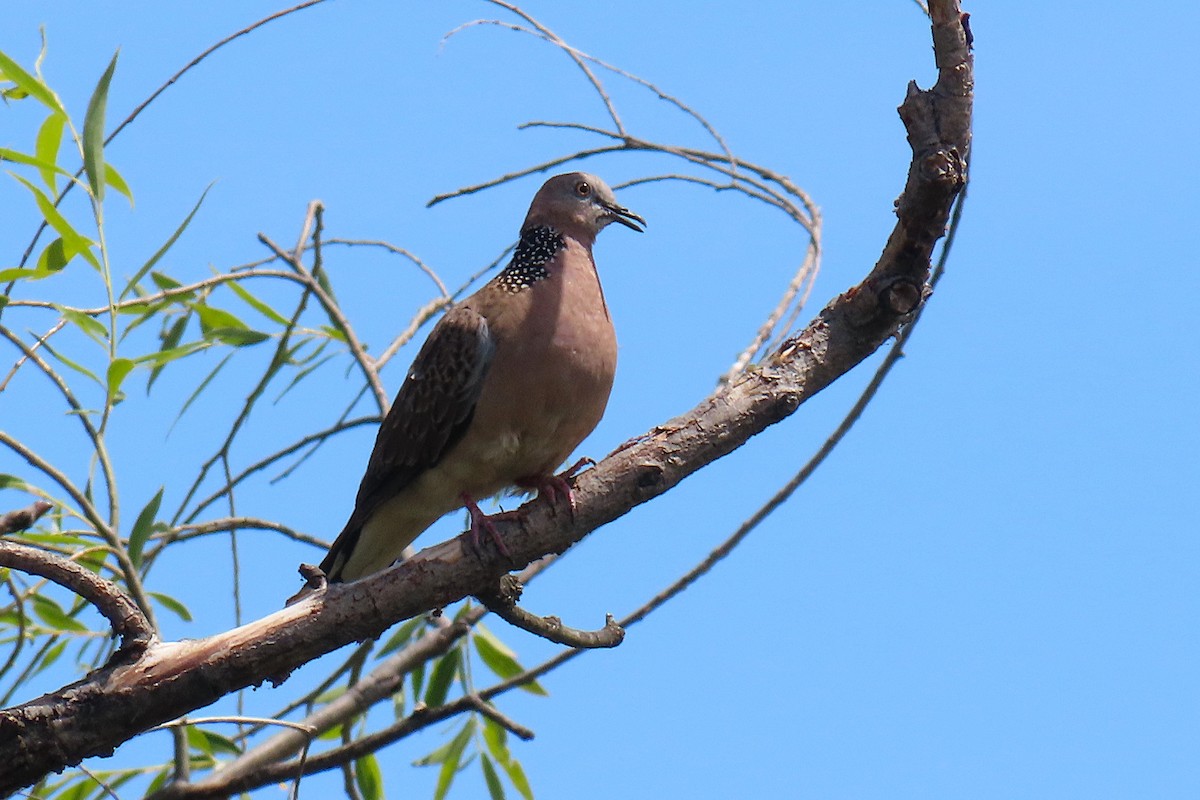 Spotted Dove - ML646034090
