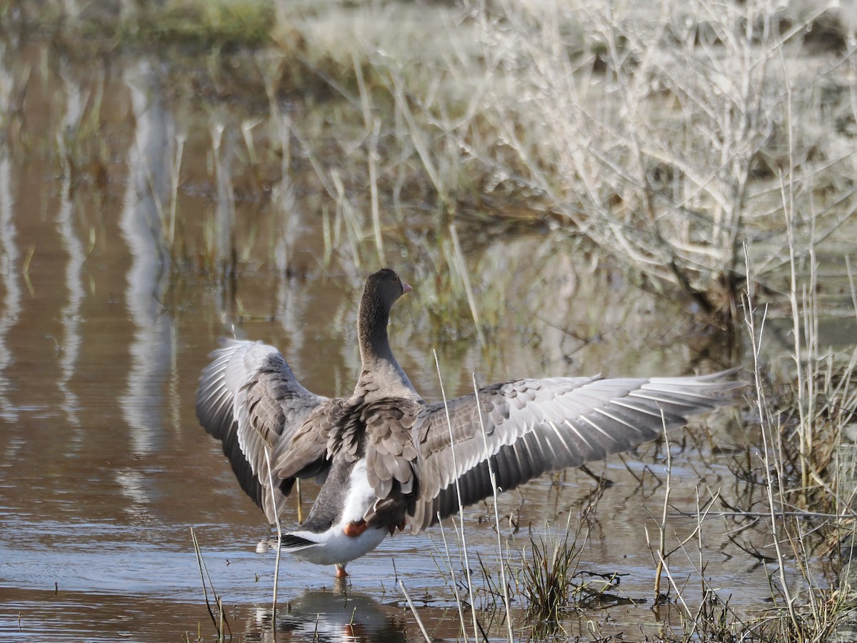 Lesser White-fronted Goose - ML646034092