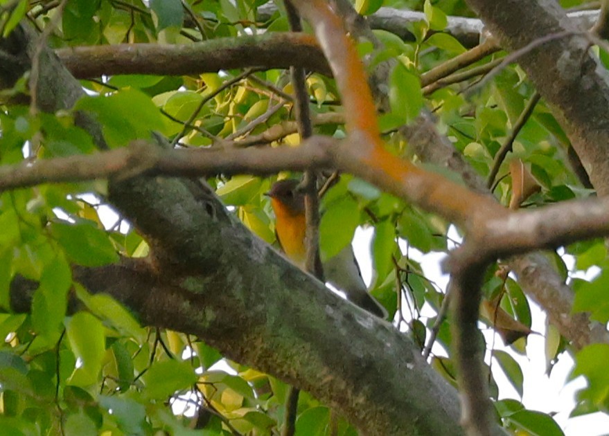 Mugimaki Flycatcher - ML646034093