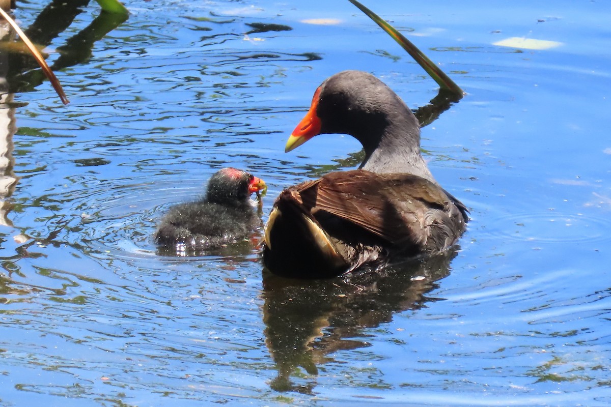Dusky Moorhen - ML646034094