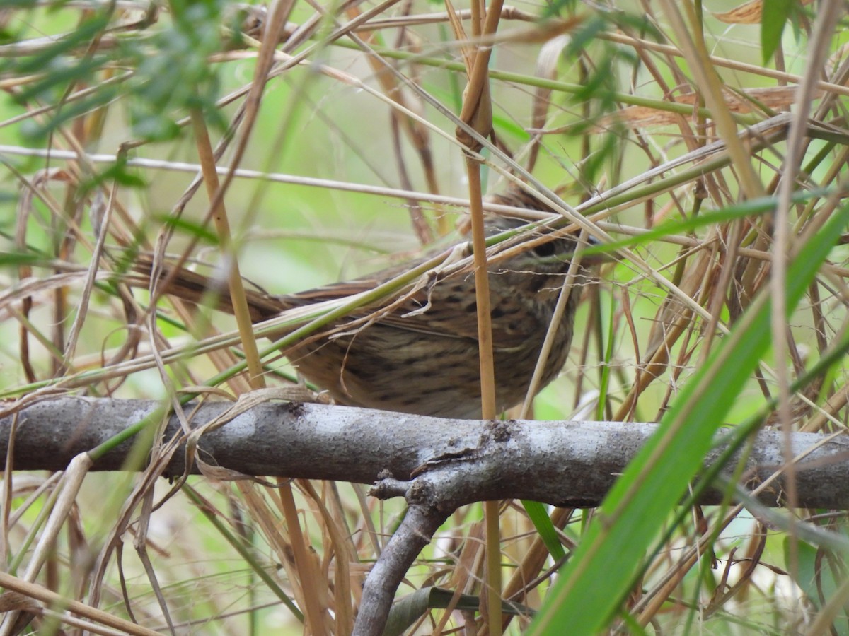 Lincoln's Sparrow - ML646034095