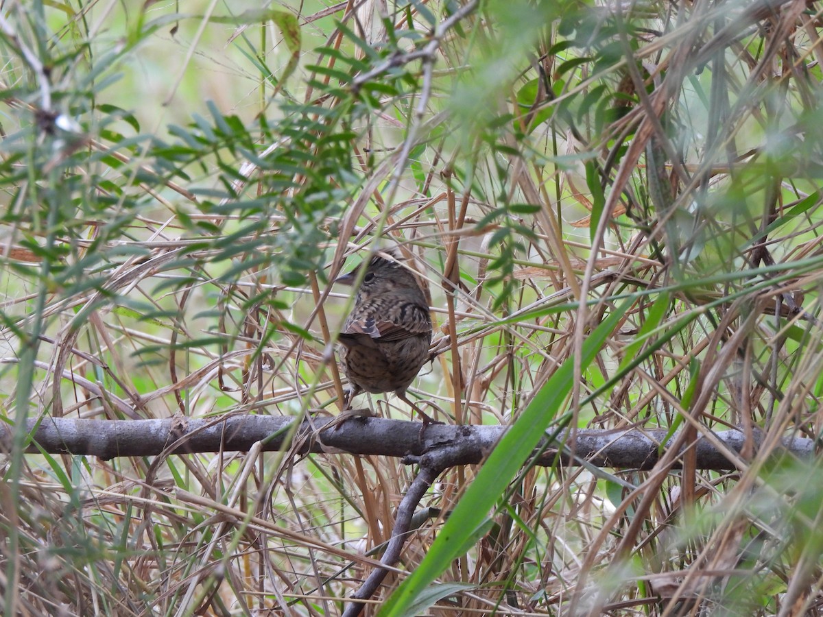 Lincoln's Sparrow - ML646034096