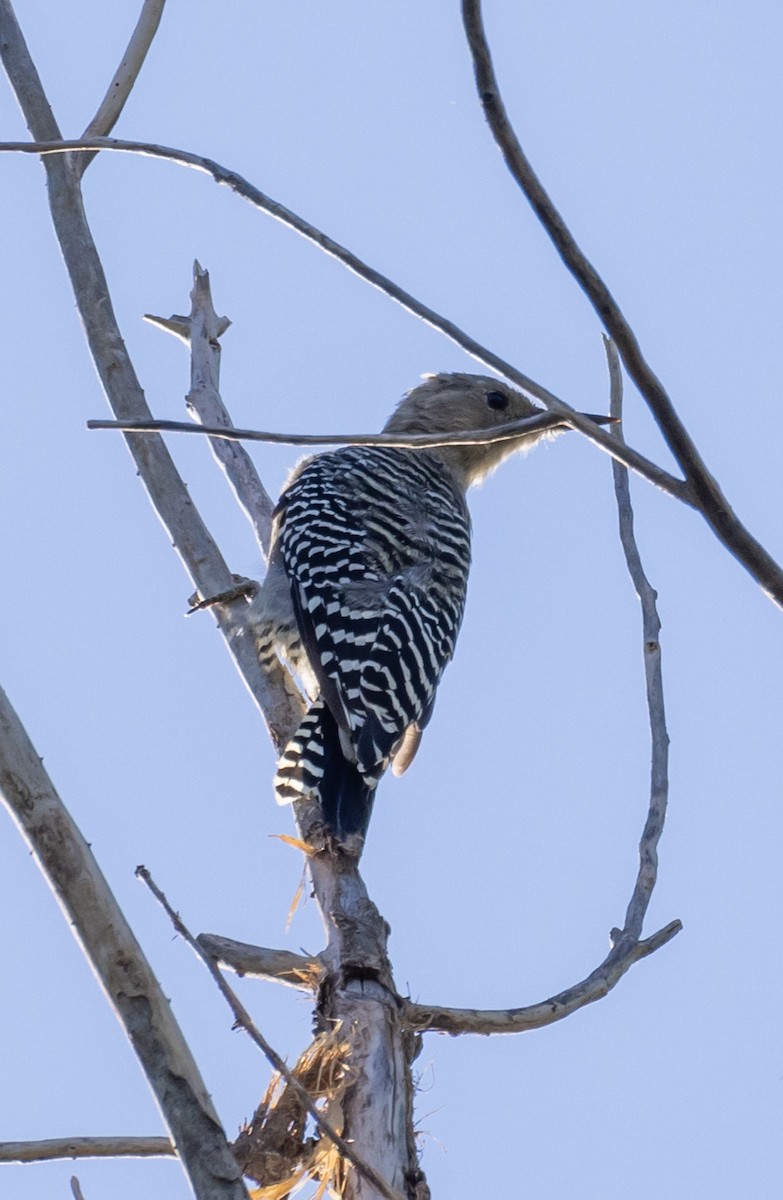 Gila Woodpecker - ML646034097