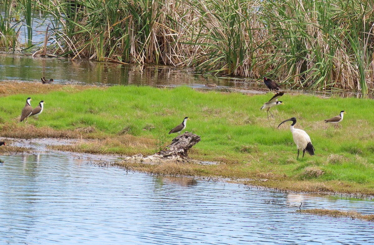 Masked Lapwing (Black-shouldered) - ML646034098