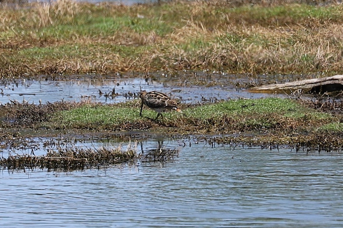 Latham's Snipe - ML646034099
