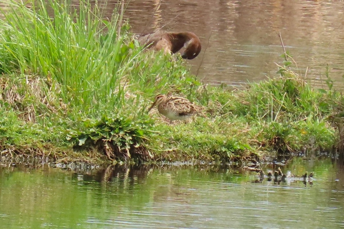 Latham's Snipe - ML646034100