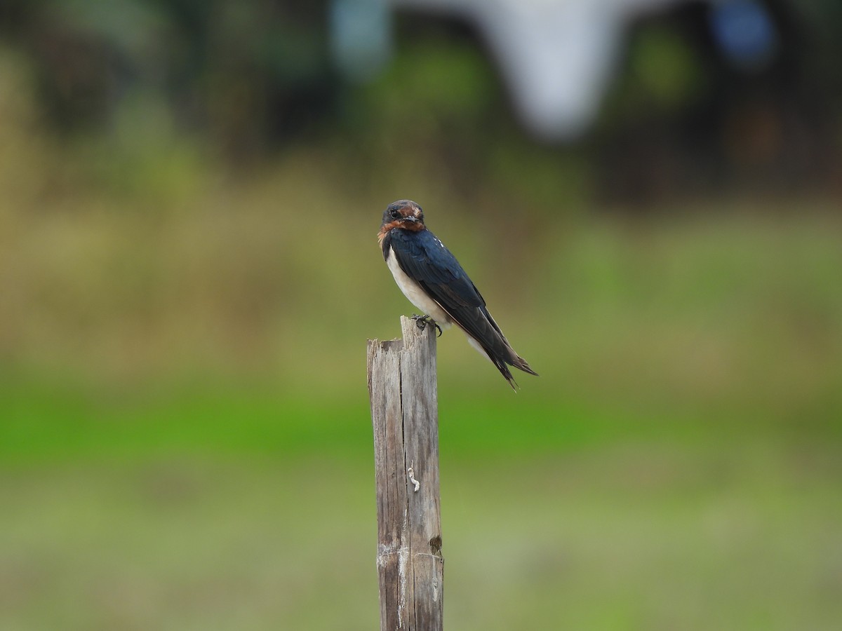 Barn Swallow - ML646034102