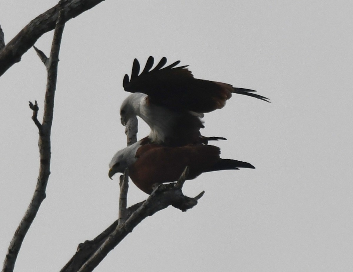 Brahminy Kite - ML646034103