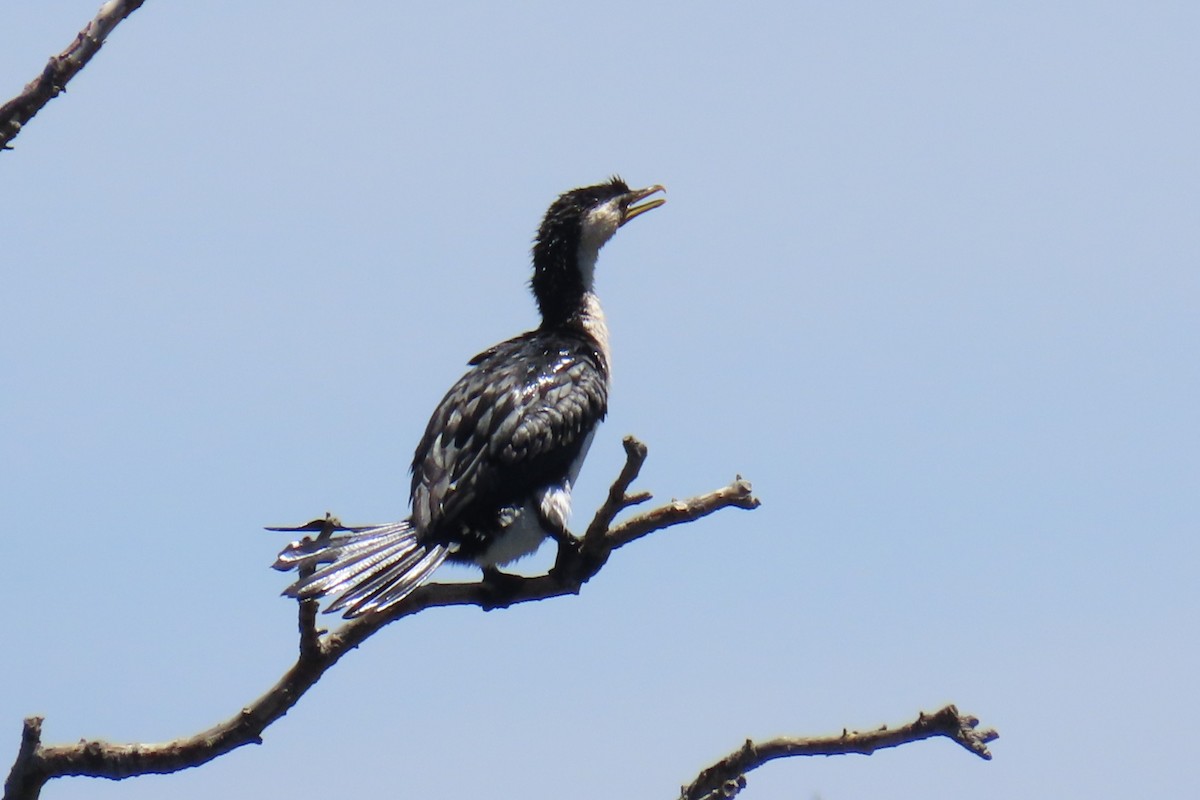 Little Pied Cormorant - ML646034104