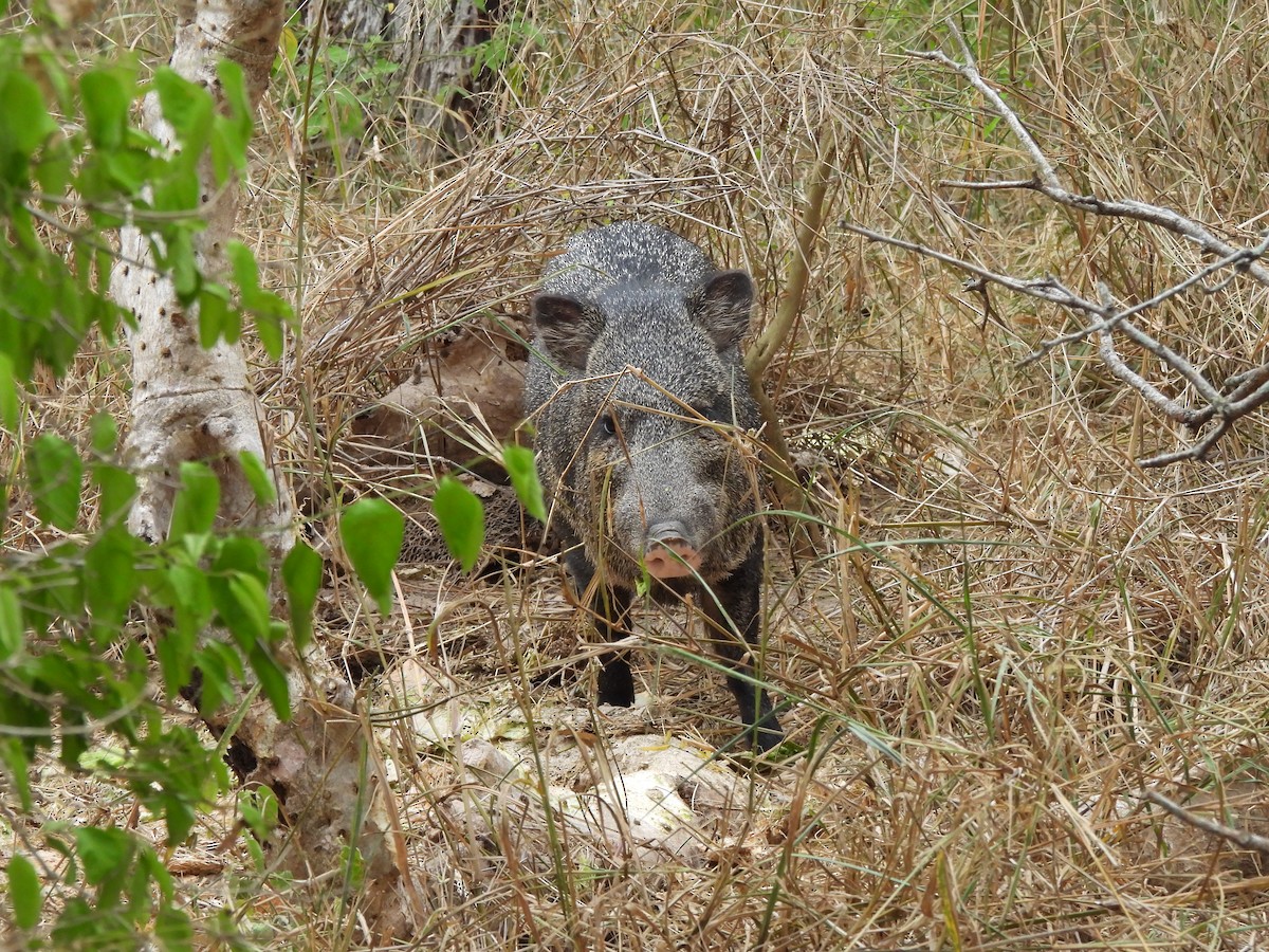 Texas Collared Peccary - ML646034105
