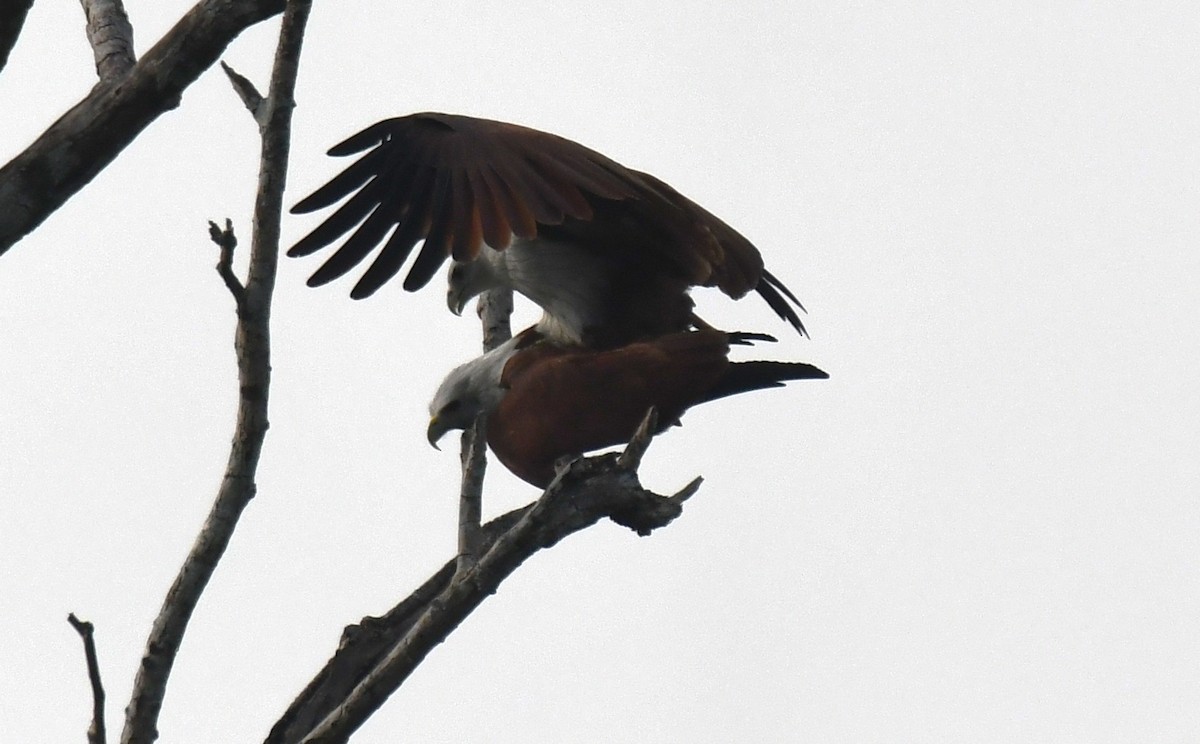 Brahminy Kite - ML646034106