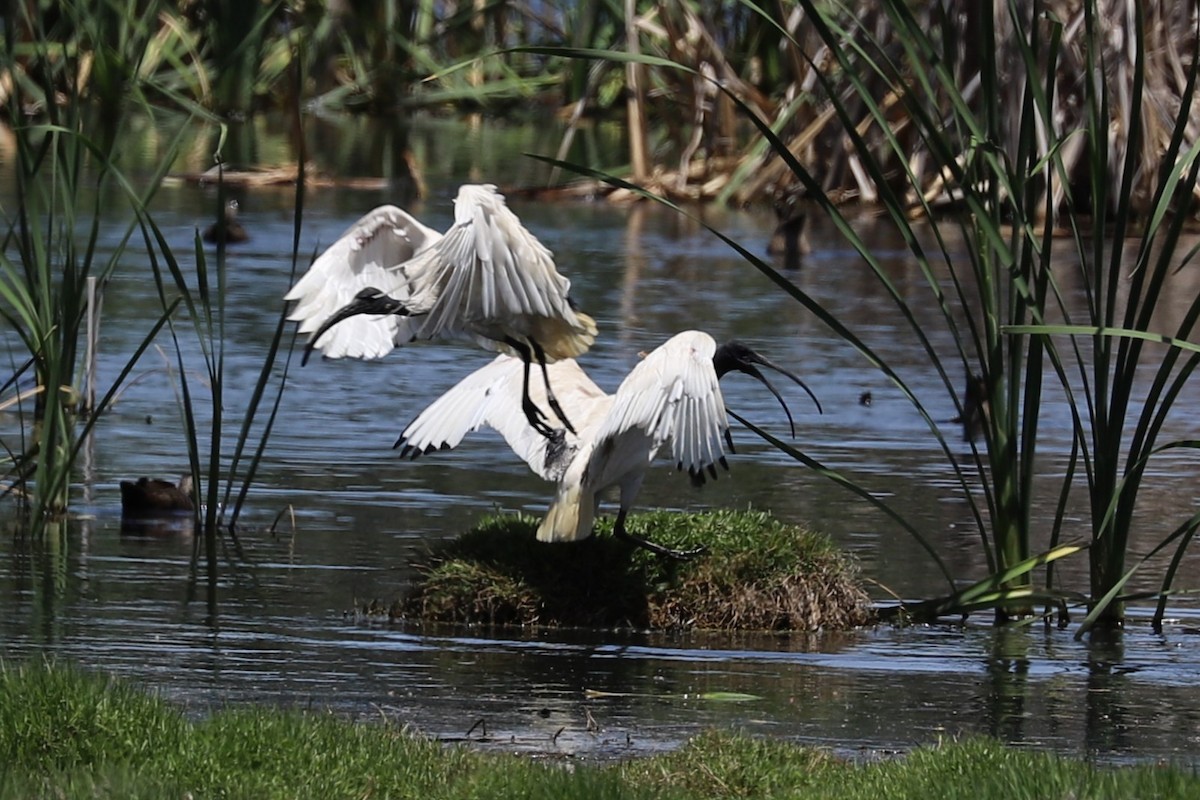 Australian Ibis - ML646034107