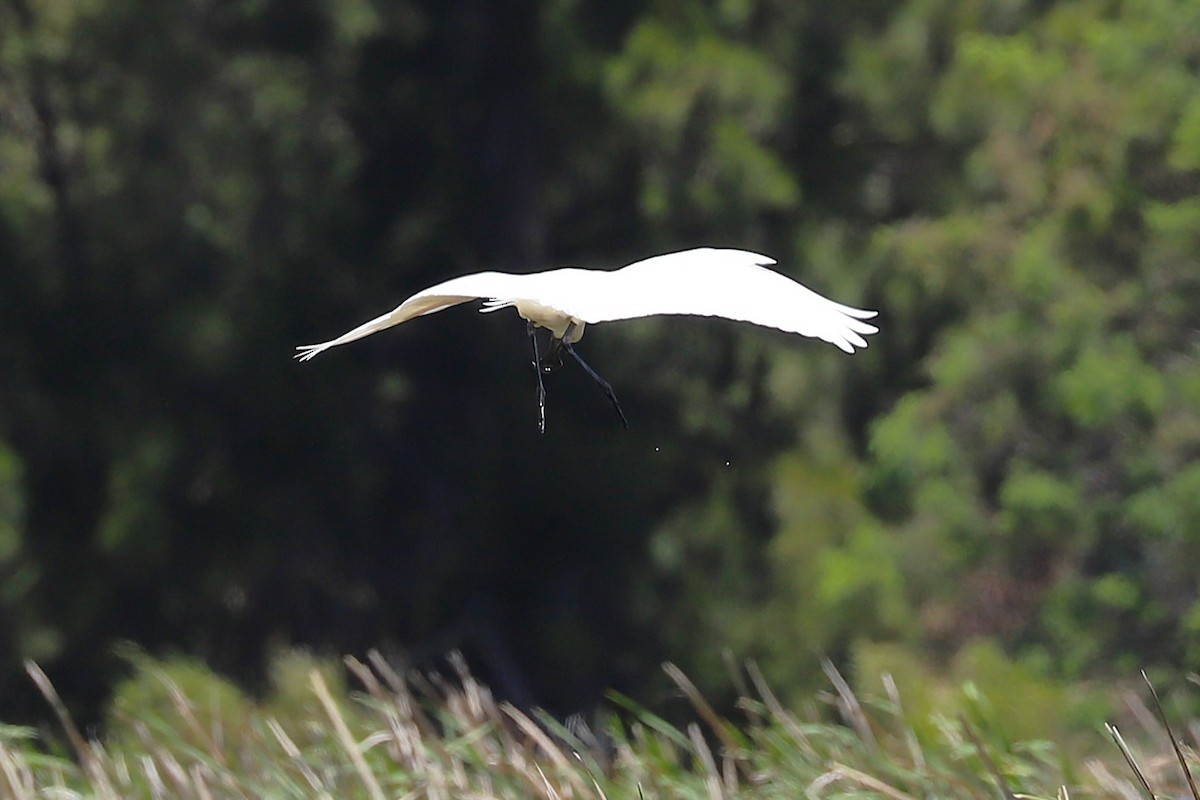 Royal Spoonbill - ML646034108