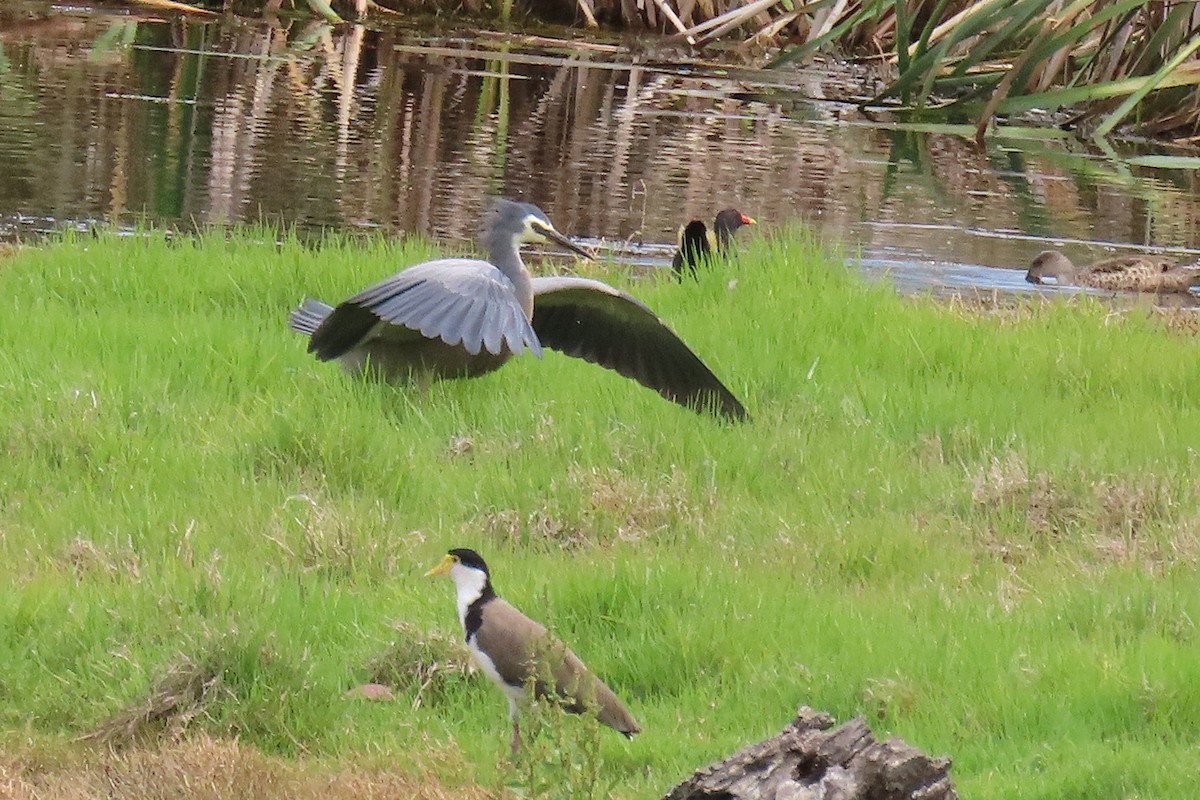 White-faced Heron - ML646034110