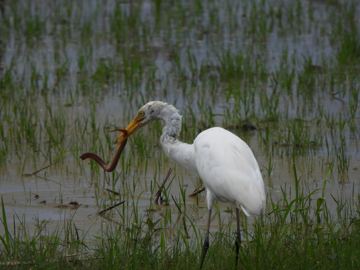 Medium Egret - ML646034111