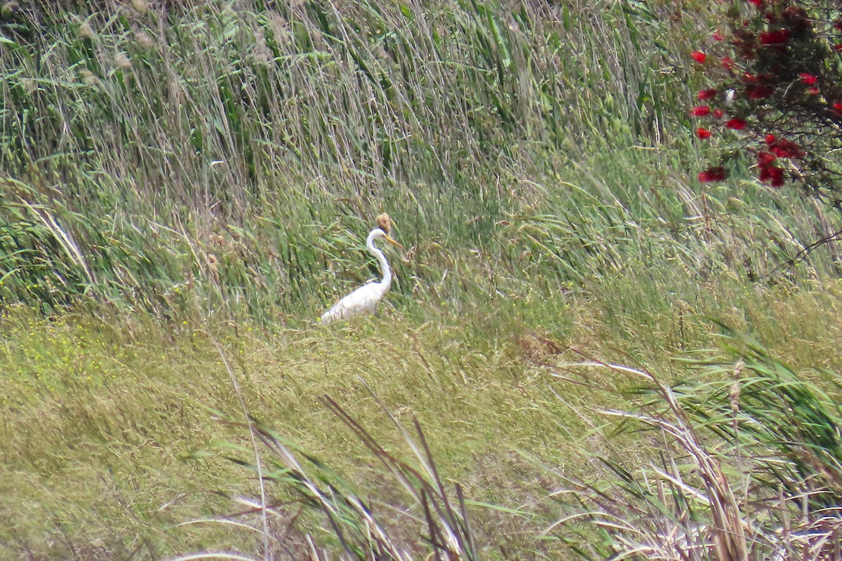 Great Egret - ML646034112